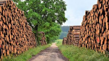 Holzvermarktung